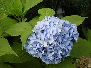 Image showing My Blue Hydrangea