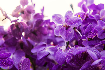 Image showing violet or purple ascocenda orchid flowers