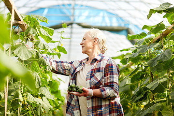 Image showing old woman picking cucumbers up at farm greenhouse