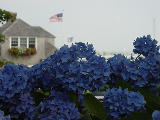 Image showing Cape Cod Patriotism