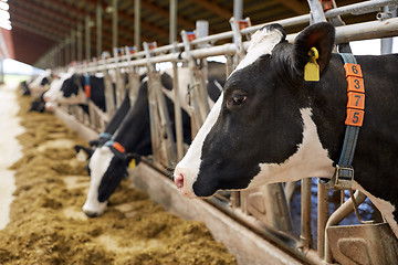 Image showing herd of cows eating hay in cowshed on dairy farm