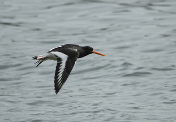 Image showing Oystercatcher, tjeld