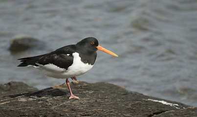 Image showing Oystercatcher, tjeld