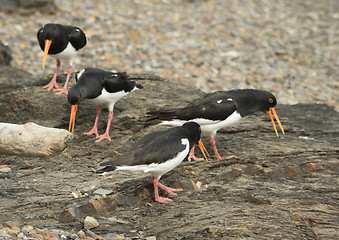 Image showing Oystercatcher, tjeld