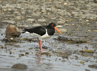 Image showing Oystercatcher, tjeld