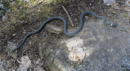 Image showing grass-snake 