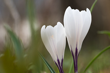 Image showing White crocus flowers closeup