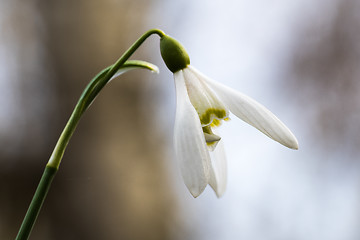 Image showing Beautiful snowdrop flower