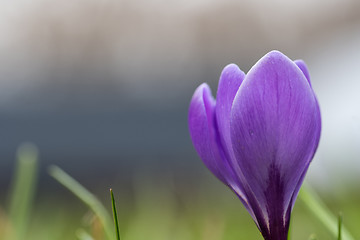 Image showing Lilac crocus flower closeup