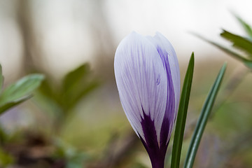 Image showing Blueish Crocus flower closeup