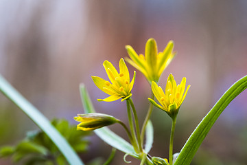 Image showing Springtime flowers closeup