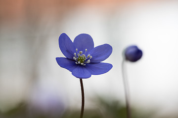 Image showing Blue anemone closeup