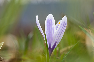 Image showing Blossom blueish crocus flower