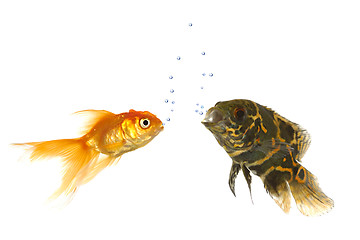 Image showing Goldfish and tiger oscar fish