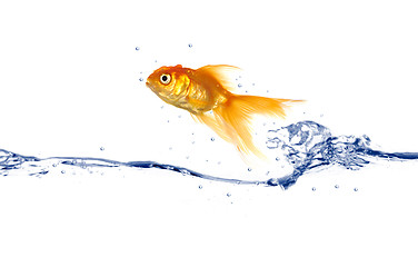 Image showing Goldfish jumping