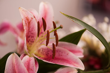 Image showing close up colorful flowers