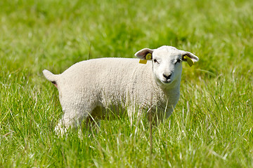 Image showing Lamb looking