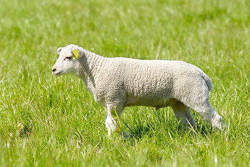 Image showing Lamb