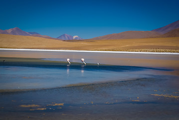 Image showing Two flamingoes in Bolivia