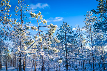 Image showing Forest covered in snow