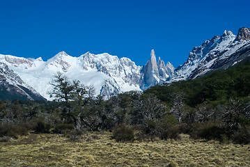 Image showing Wild nature in Argentina