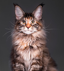 Image showing Portrait of Maine Coon kitten