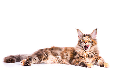 Image showing Maine Coon kitten