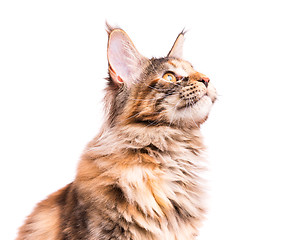 Image showing Portrait of Maine Coon kitten