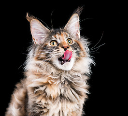 Image showing Portrait of Maine Coon kitten