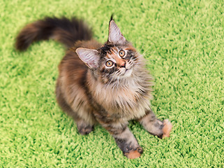 Image showing Maine Coon kitten