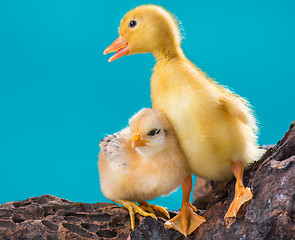 Image showing Cute gosling and chicken