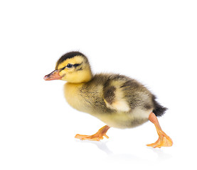 Image showing Cute little duckling