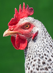 Image showing Head white hen on green 