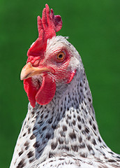 Image showing Head white hen on green 