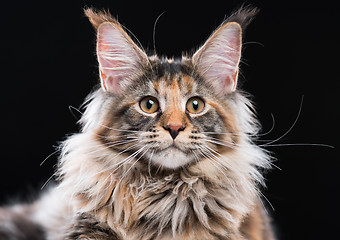 Image showing Portrait of Maine Coon kitten