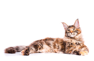 Image showing Maine Coon kitten