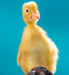 Image showing Cute little gosling