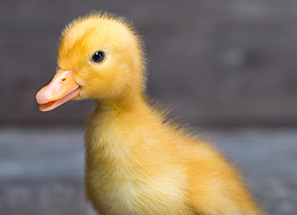 Image showing Cute newborn duckling