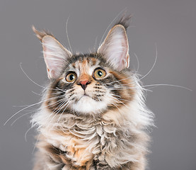 Image showing Portrait of Maine Coon kitten