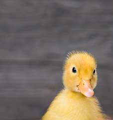 Image showing Cute newborn duckling