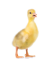 Image showing Cute little gosling