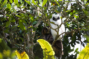 Image showing Madagascar bird Long-eared Owl (Asio madagascariensis)