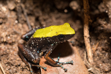 Image showing black and yellow frog Climbing Mantella, Madagascar