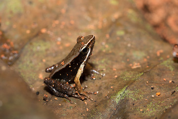 Image showing Beautiful small frog brown mantella Madagascar