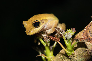 Image showing Beautiful small frog Boophis rhodoscelis Madagascar