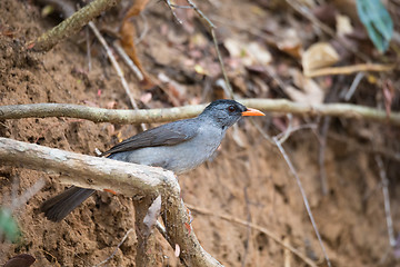 Image showing Malagasy bulbul (Hypsipetes madagascariensis) madagascar