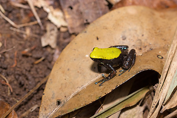Image showing black and yellow frog Climbing Mantella, Madagascar