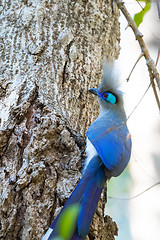 Image showing Crested coua bird (Coua cristata) Madagascar