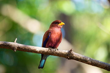 Image showing Bird Broad-billed Roller (Eurystomus glaucurus) Madagascar