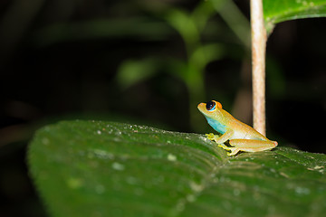 Image showing Green bright-eyed frog,  Andasibe Madagascar